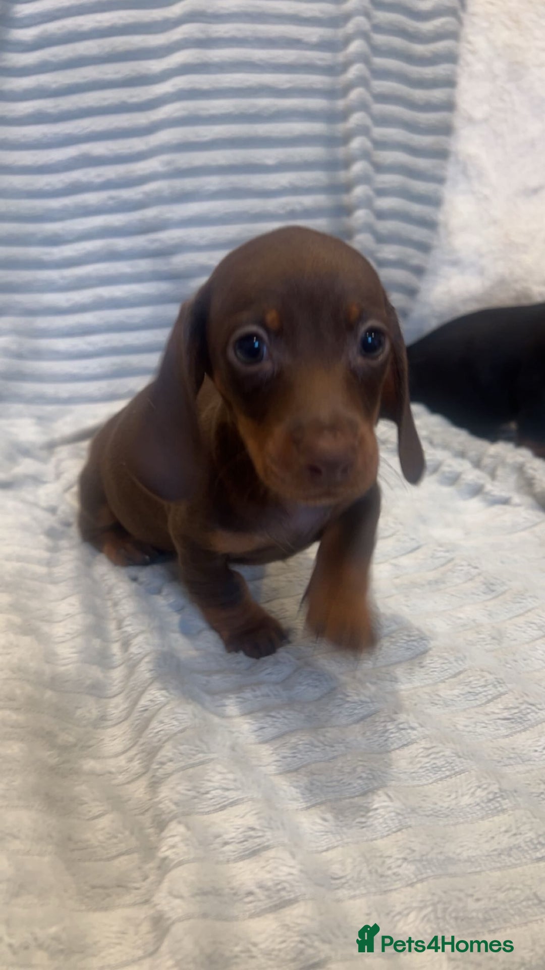 Miniature Dachshund dogs for sale: Minatures dachounds - Advert 14