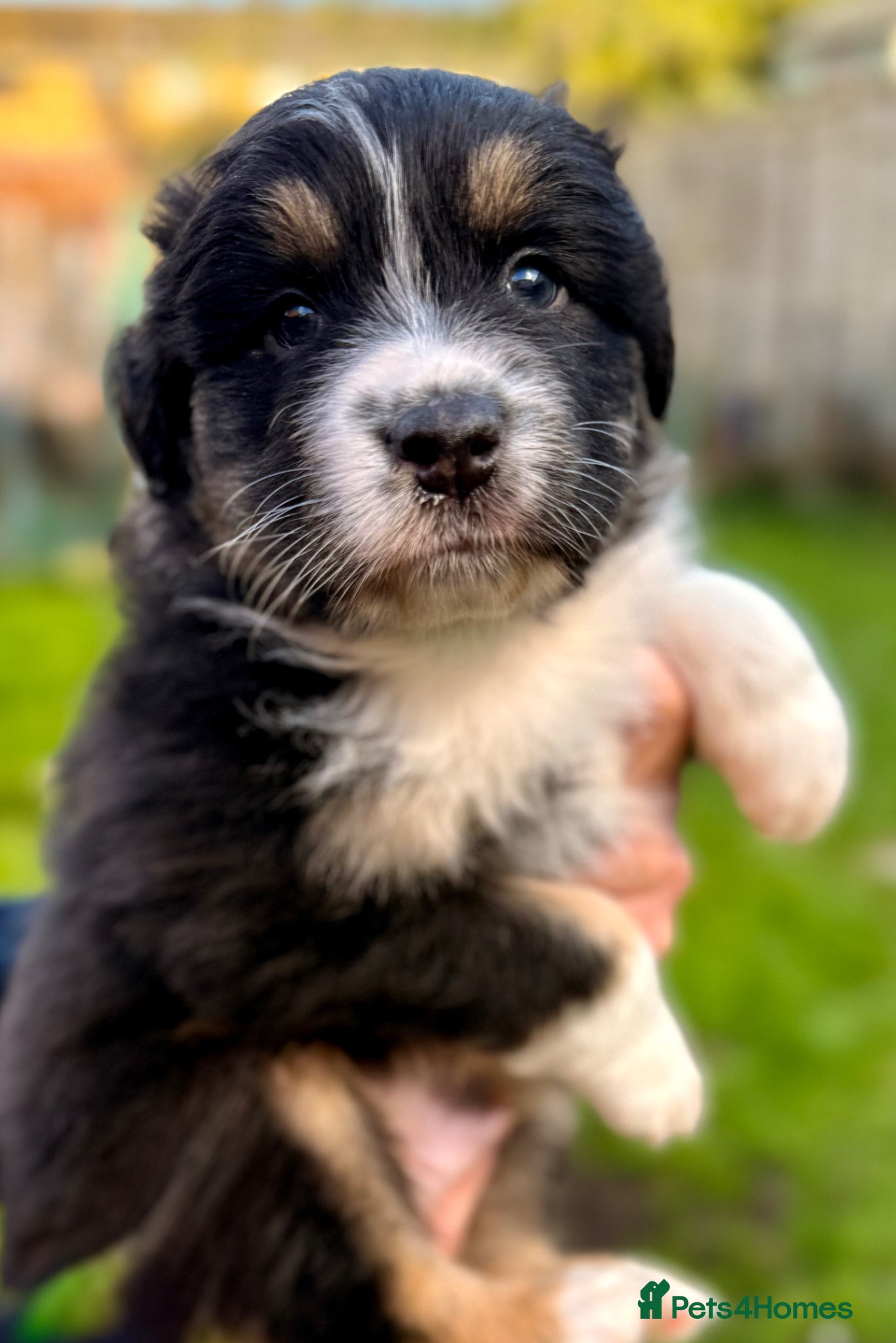 Australian Shepherd dogs Aussie Puppies pure bread - Advert 2