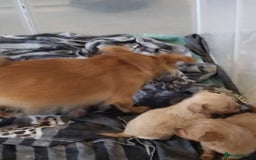 Mixed Breed dogs for sale: Beautiful  - Image 13