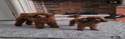 Toy Poodle dogs for stud: RUSSIAN RED TOY POODLE FOR STUD in Morpeth - Advert 8