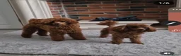 Toy Poodle dogs for stud: RUSSIAN RED TOY POODLE FOR STUD in Morpeth - Advert 8