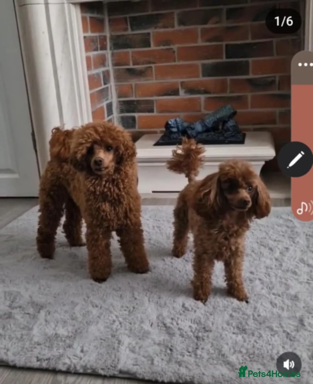 Toy Poodle dogs for stud: RUSSIAN RED TOY POODLE FOR STUD in Morpeth - Advert 8