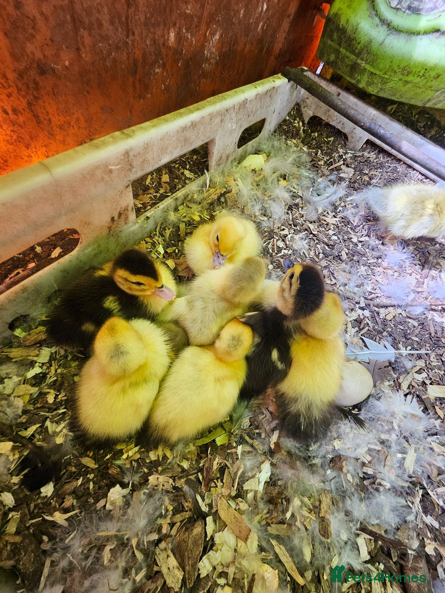Mixed Breed poultry Mixed ducklings £7each - Advert 1