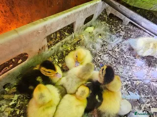 Mixed Breed poultry for sale: Mixed ducklings £7each - Advert 1