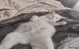Mixed Breed cats for sale: Purr-fect White Kittens - Image 9