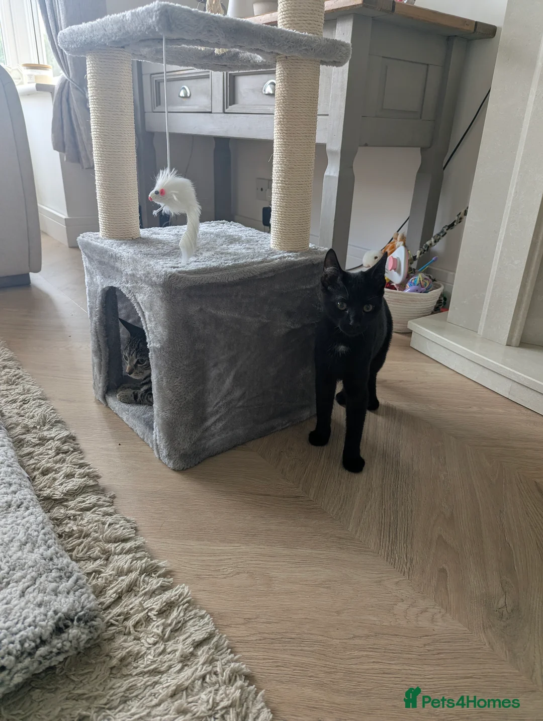 Mixed Breed cats for sale: Two sister kittens for sale in Middlesbrough - Advert 2