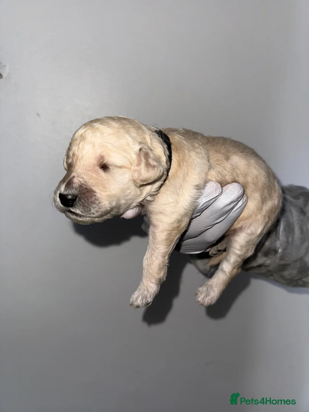 Standard Poodle dogs for sale: exceptional kc standard poodles  - Advert 7