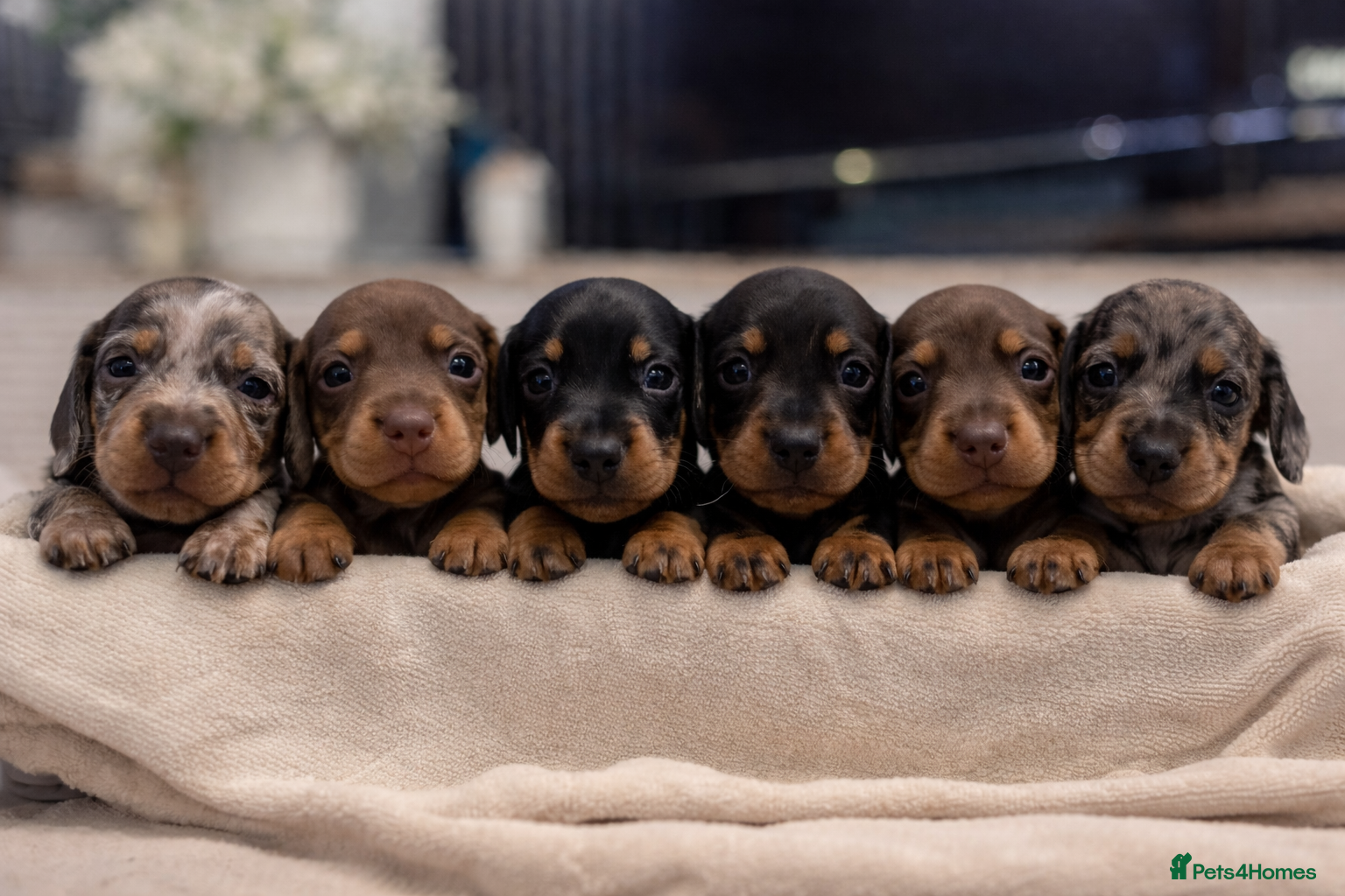 Miniature Dachshund dogs Ready 3rd March, miniature dachshunds, boys& girls - Advert 9