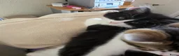 British Longhair cats for sale: Kittens for sale  - Advert 6