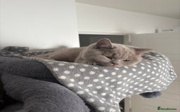 British Shorthair cats for sale: 4 month old GCCF British Short Hair - LILAC - Image 2