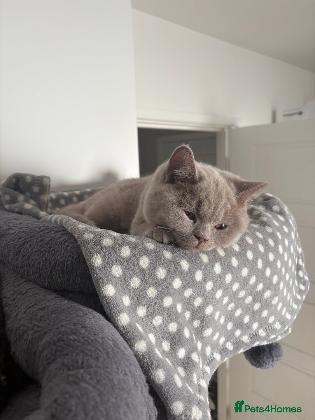 British Shorthair cats for sale: 4 month old GCCF British Short Hair - LILAC - Image 2