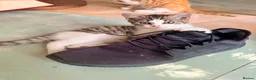 British Shorthair cats for sale: Beautiful British Shorthair Kittens – £300 for 2! - Advert 11