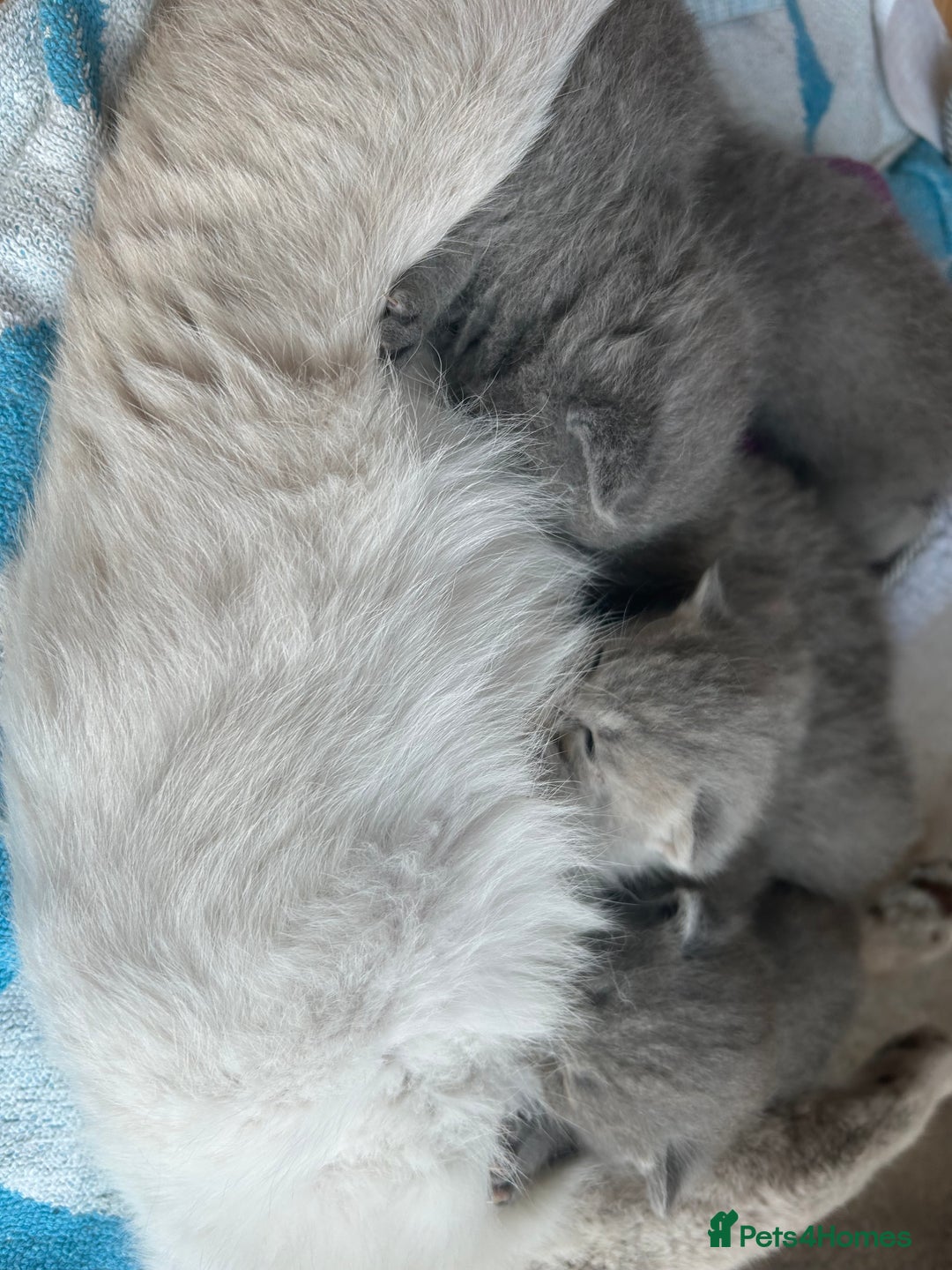 British Shorthair cats for sale: Stunning British Blue Short Hair Kittens - Image 4