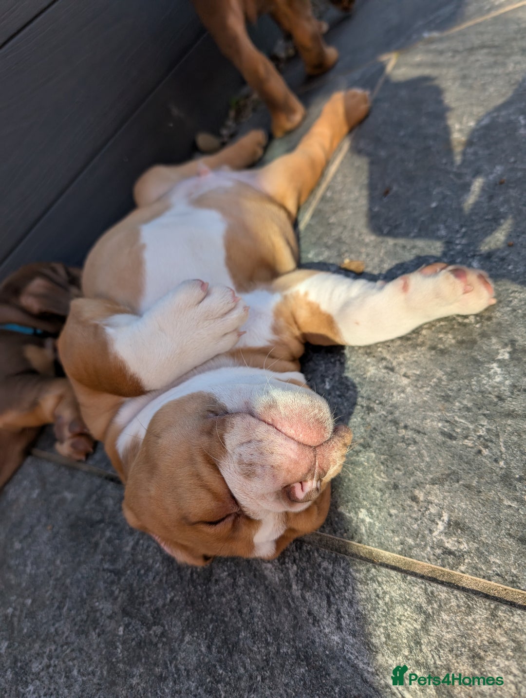 Olde English Bulldogge dogs for sale: READY TO GO, 5 left! - OEB Puppies NEBBR ✅ 3rd Gen - Image 34