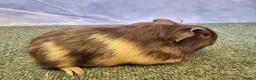 Guinea Pig rodents for sale: Guinea pigs  in Usk - Advert 7