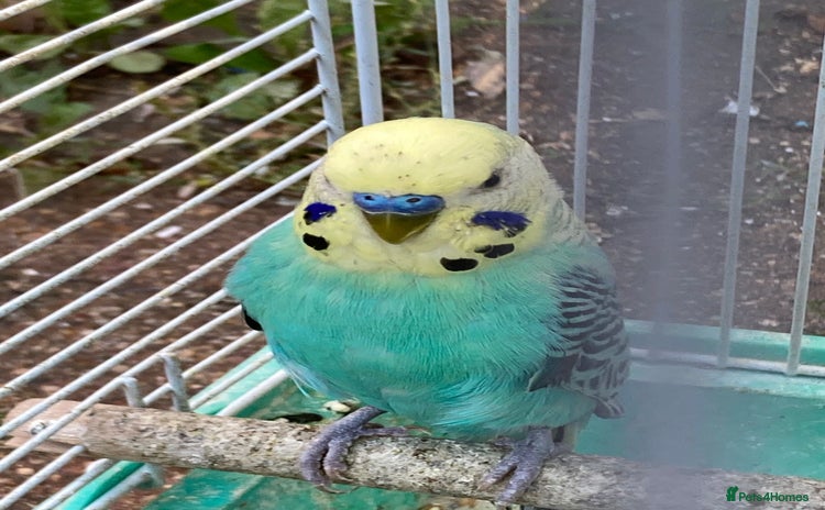 Budgerigars birds - Advert 1