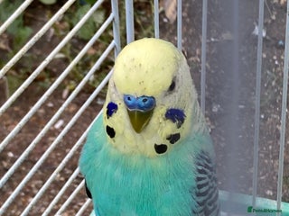 Budgerigars birds - Advert 33