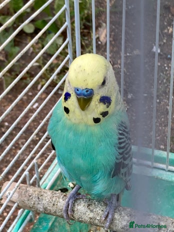 Budgerigars birds - Advert 1