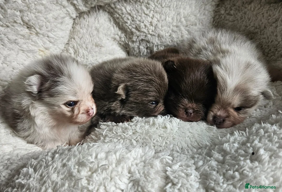 Pomeranian dogs for stud: Solid Lilac Tiny 1.8kg Stud Dog DNA health tested in Rotherham - Advert 26