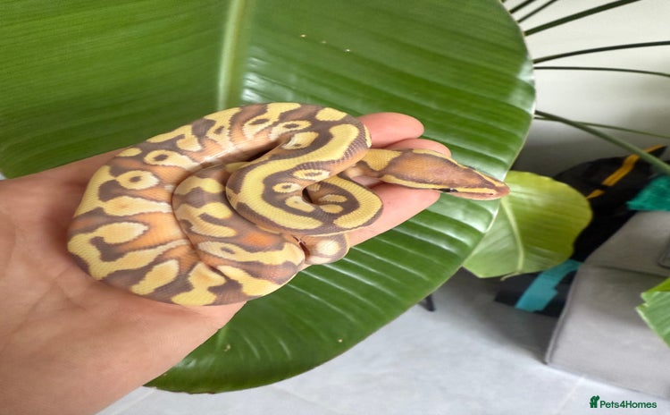 Python Snake reptiles - Advert 16