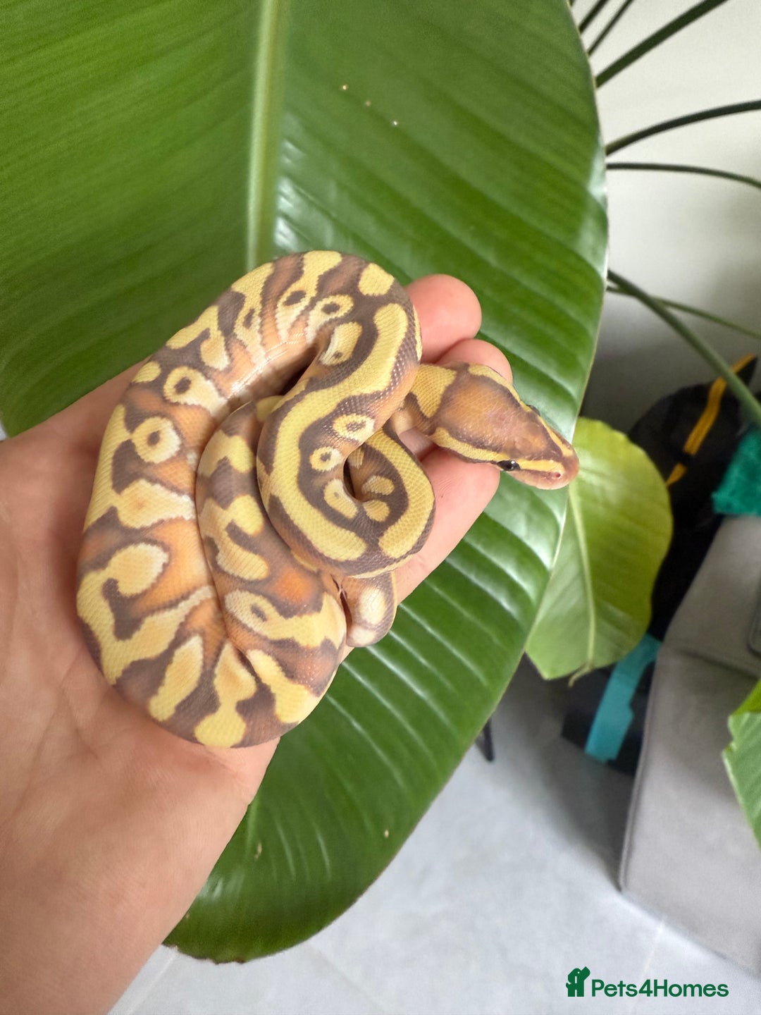 Python Snake reptiles for sale: Banana Mojave enchi het pied  - Image 1