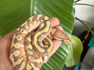 Python Snake reptiles - Advert 30