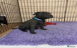 Staffordshire Bull Terrier dogs for sale: One girl left🩷 Staffordshire bull terrier pups - Image 1
