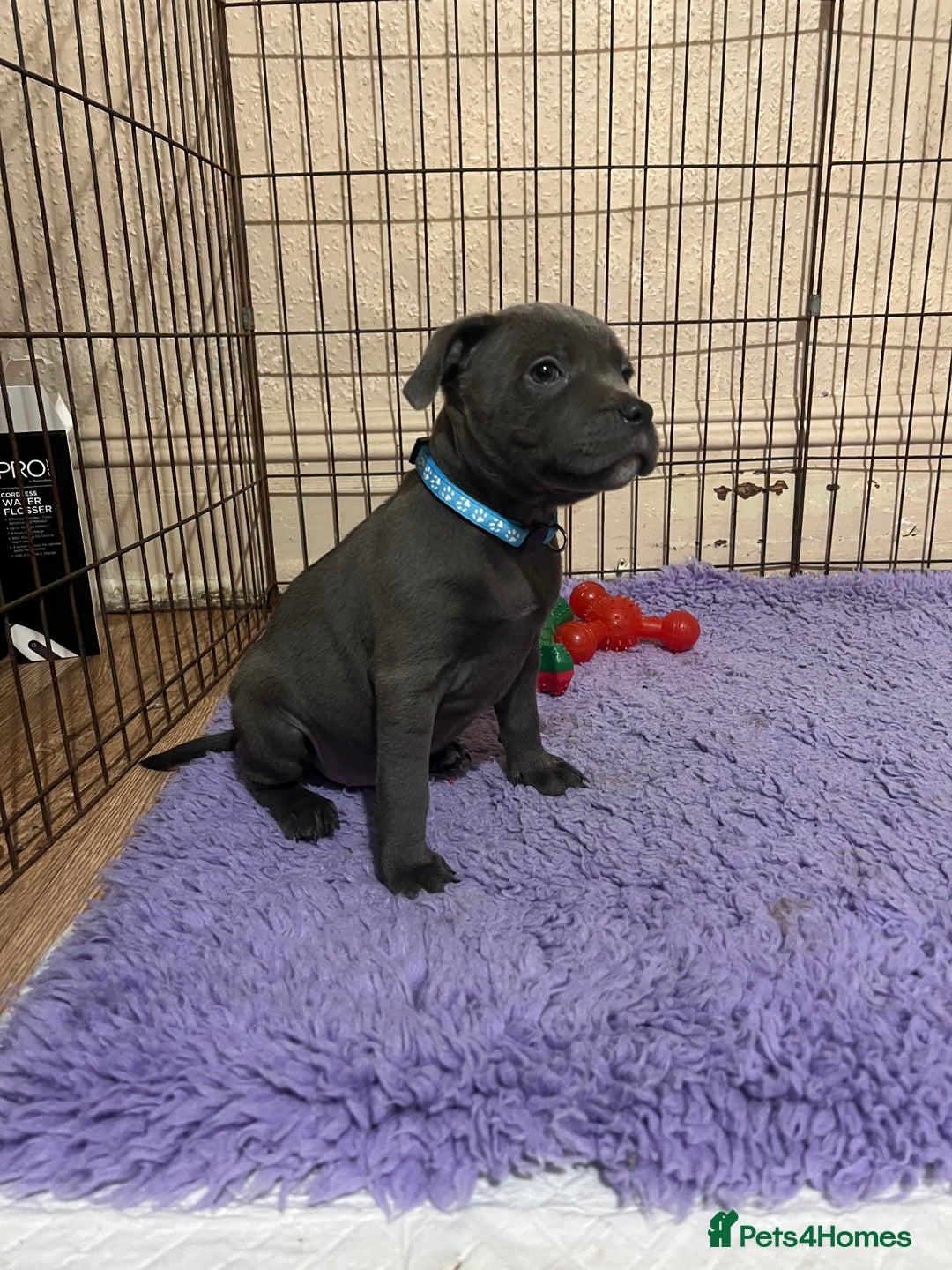 Staffordshire Bull Terrier dogs for sale: One girl left🩷 Staffordshire bull terrier pups - Image 1