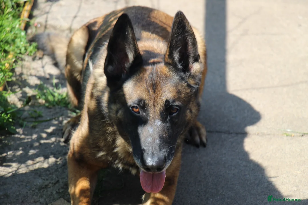 Belgian Shepherd Dog dogs for sale: Belgian malinois  in Lanark - Advert 1