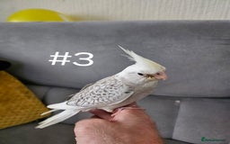 Cockatiels birds for sale: Hand tame cockatiel chicks  - Image 20