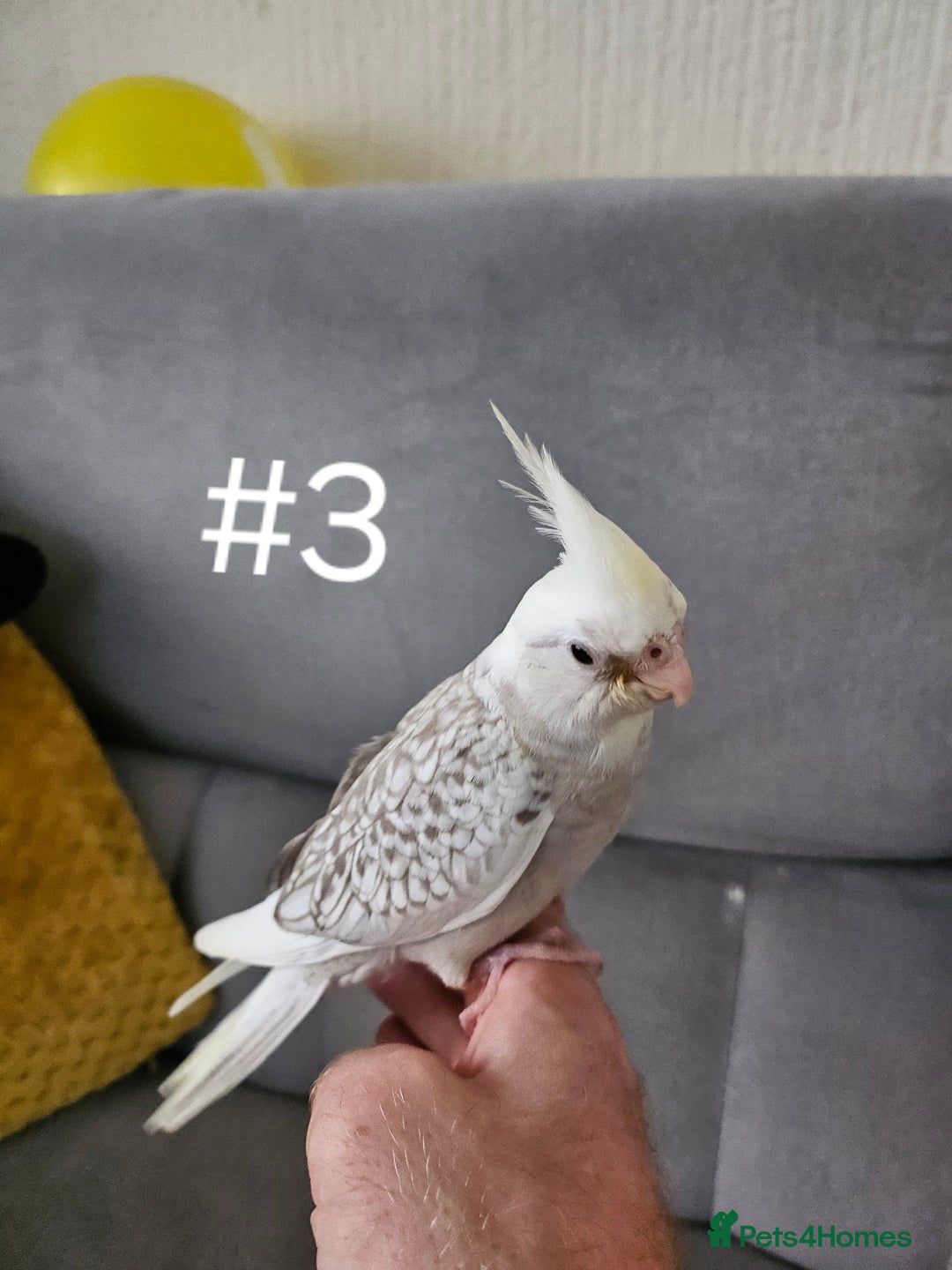 Cockatiels birds for sale: Hand tame cockatiel chicks  - Image 20