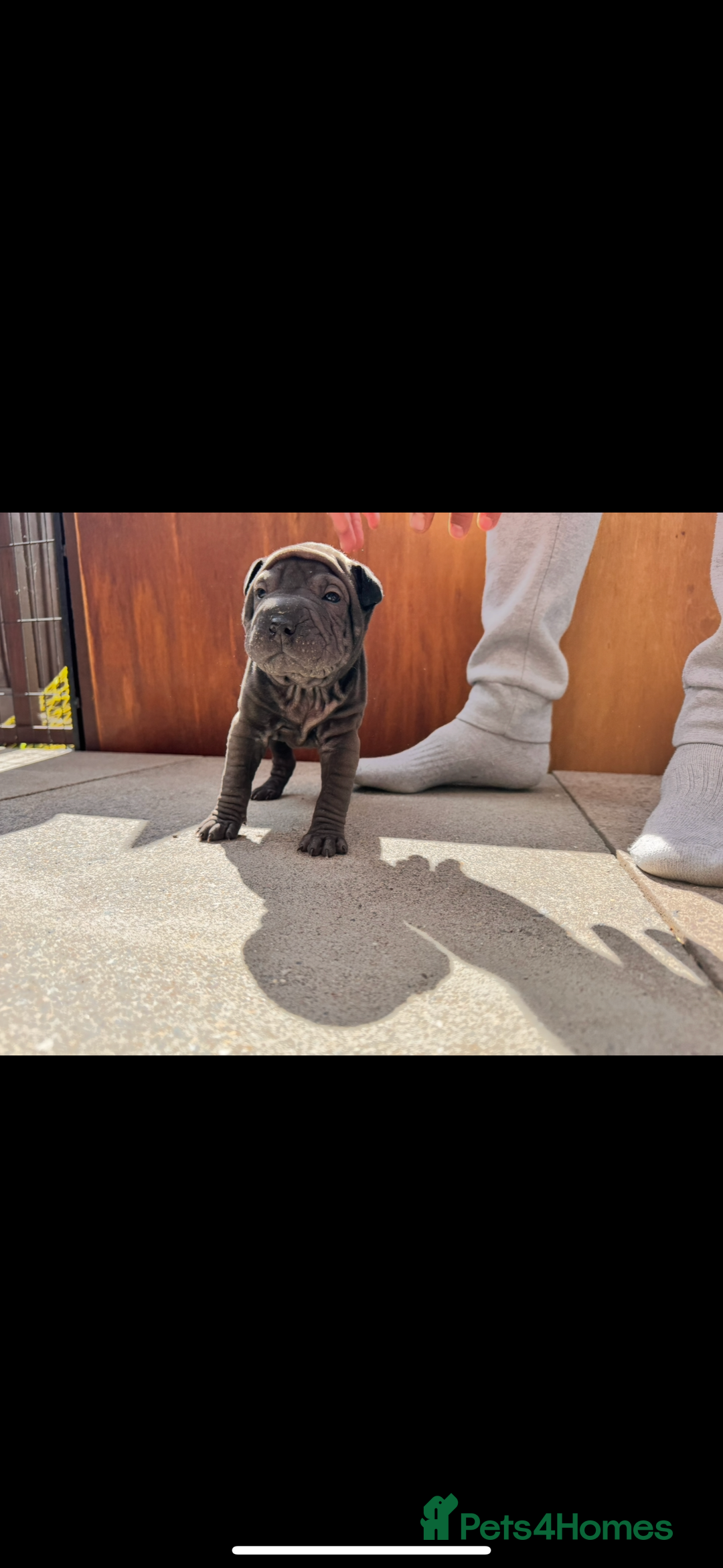 Shar Pei dogs for sale: Shar pei puppie  - Image 3
