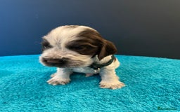 Cocker Spaniel dogs for sale: Cocker spaniel puppies  - Image 4