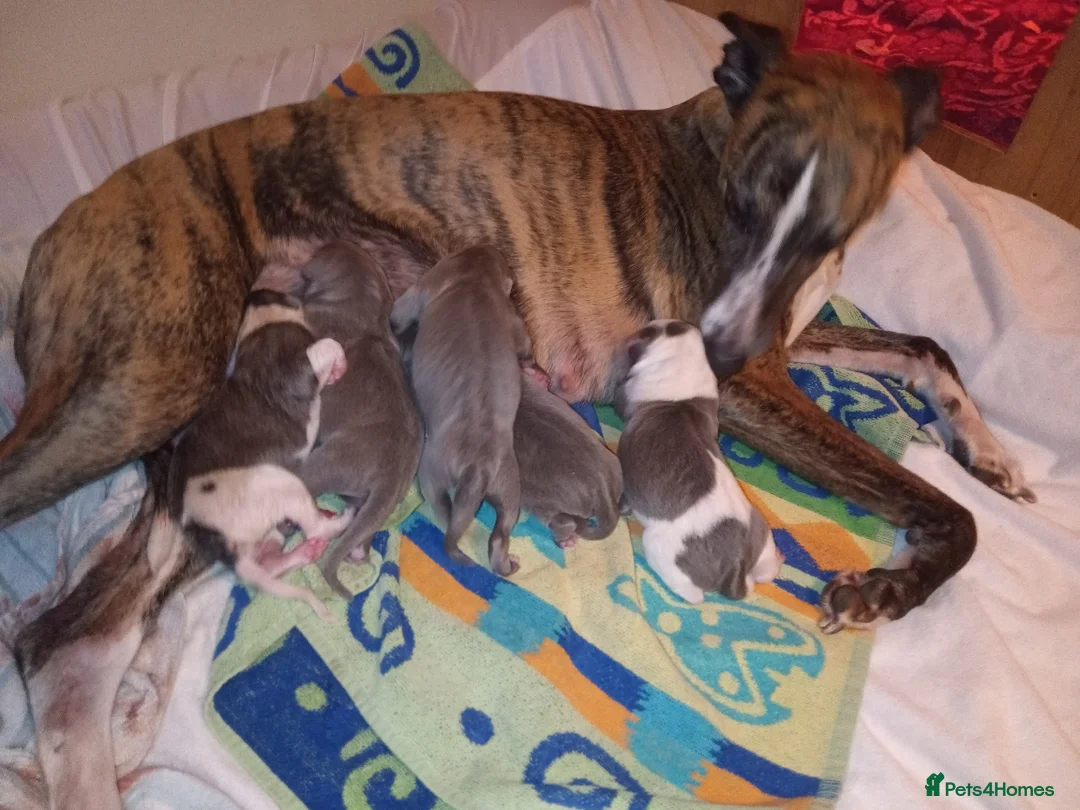 Whippet dogs for sale: REDEVELYN WHIPPET'S  GLOUCESTER,  - Advert 6