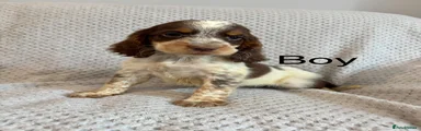 Cocker Spaniel 2