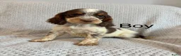 Cocker Spaniel dogs for sale: Cocker Spaniel Puppies Ready Now - Advert 22