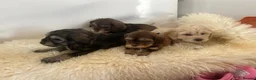 Cockapoo dogs for sale: Cocker poo puppies for sale  - Advert 5