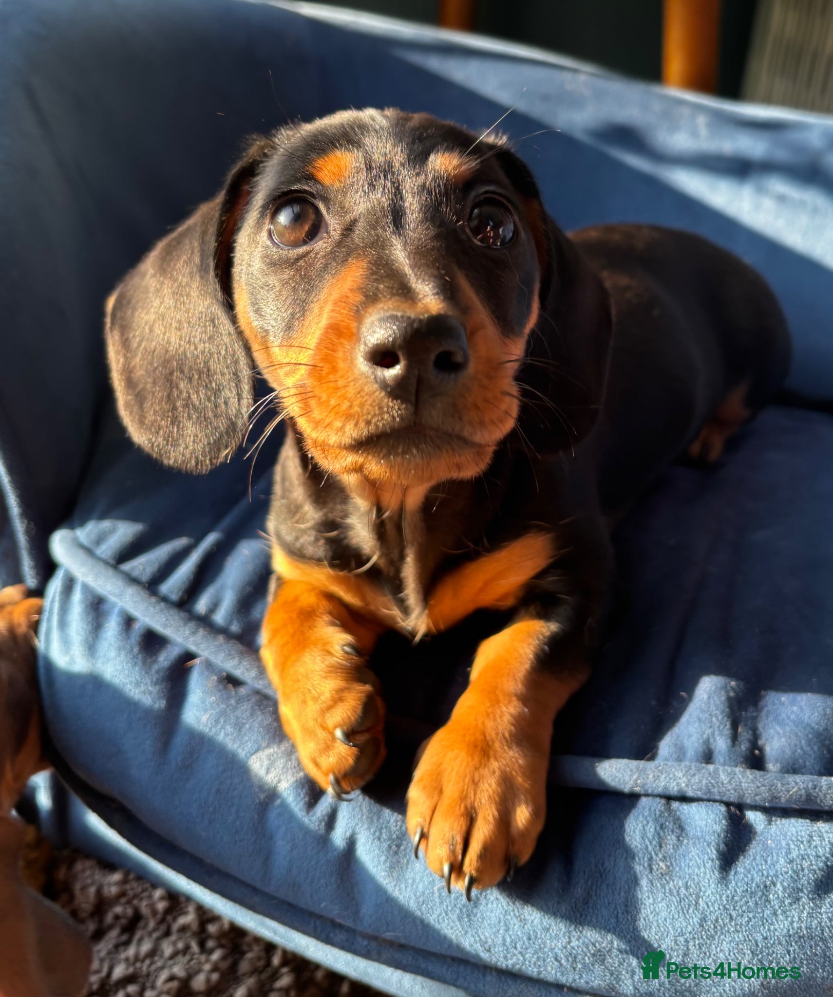 Miniature Dachshund dogs Miniature dachshund puppy for sale - Advert 14