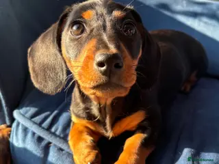 Miniature Dachshund dogs Miniature dachshund puppy for sale - Advert 14