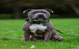 Staffordshire Bull Terrier dogs for stud: Amazing Blue Brindle Staffordshires Bull Terrier  - Image 8