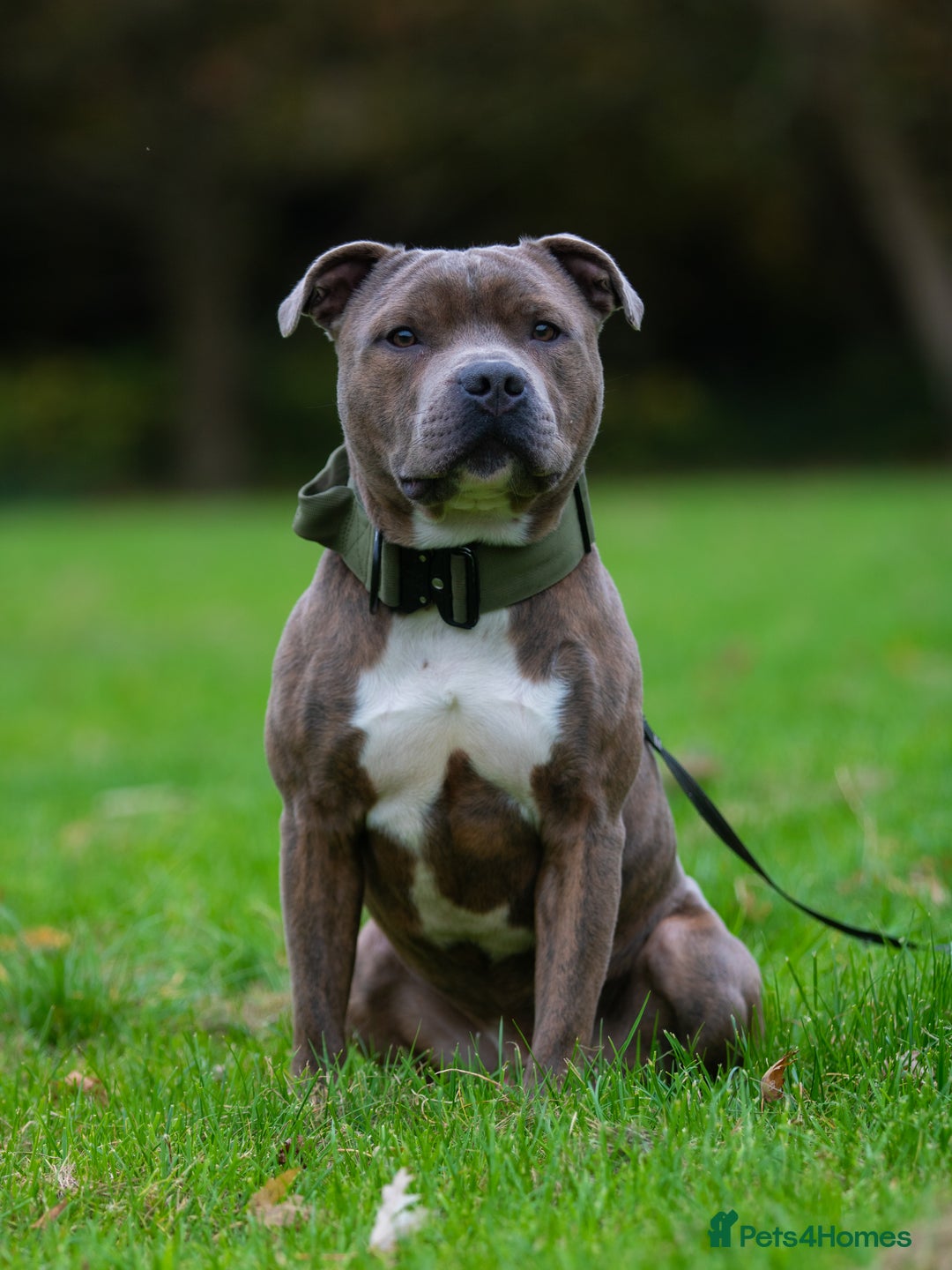 Staffordshire Bull Terrier dogs for stud: Amazing Blue Brindle Staffordshires Bull Terrier  - Image 8