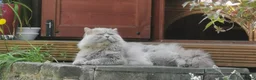 British Shorthair cats for sale: British Shorthair ready now!  - Advert 24