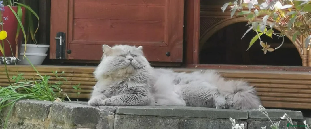 British Shorthair cats for sale: British Shorthair ready now!  - Advert 24