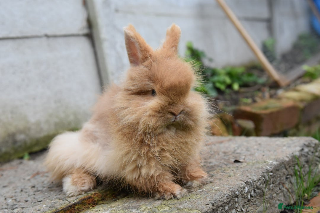 Lionhead rabbits for sale: Baby Lionhead x Angora Female Looking For New Home - Advert 12