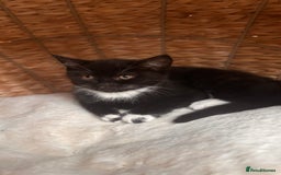 British Shorthair cats for sale: Two female kittens available half British blue - Advert 8