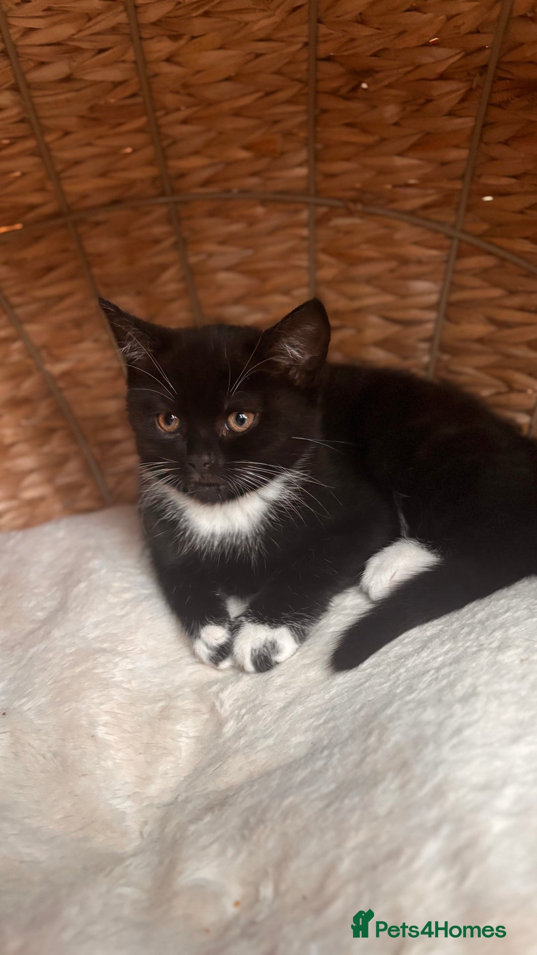 British Shorthair cats for sale: Two female kittens available half British blue - Advert 8