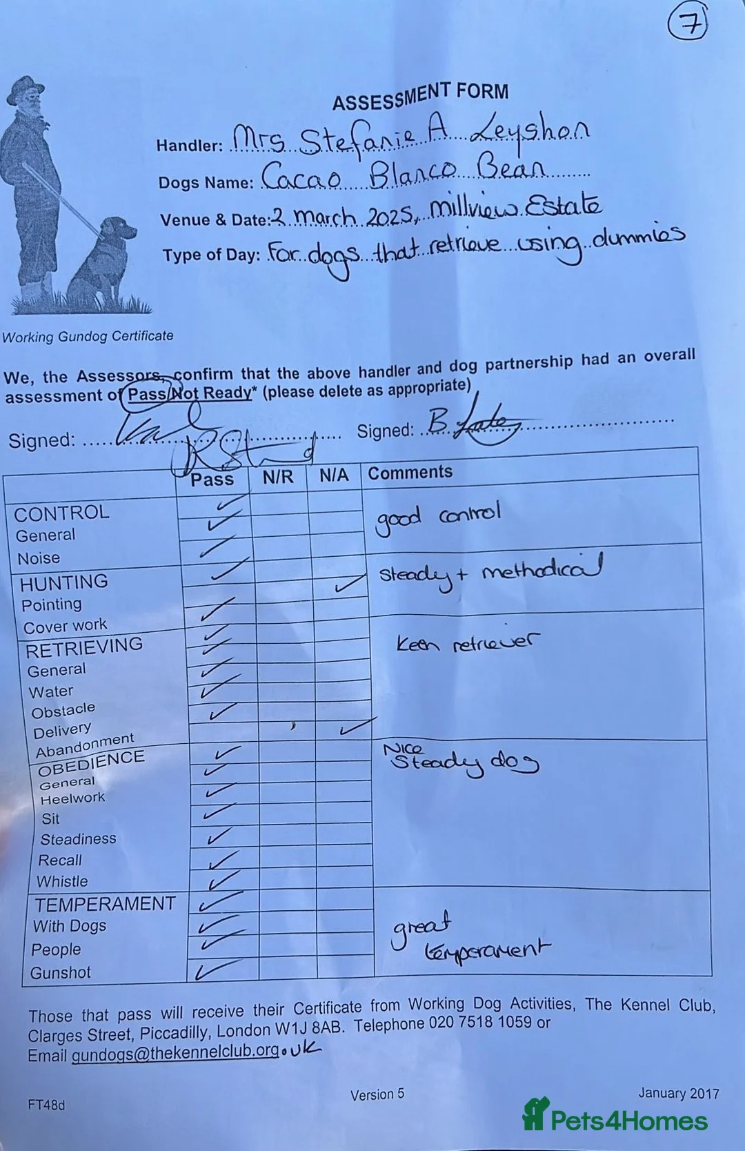 Sprocker dogs for stud: Health tested sprocker for stud in Shrewsbury - Advert 34