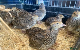 Quail poultry for sale: Jumbo Coturnix Japanese Quail chicks - Pharoah - Image 1