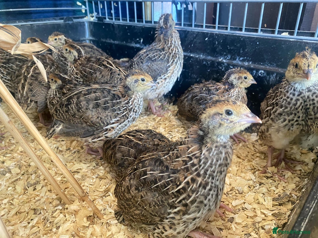 Quail poultry for sale: Jumbo Coturnix Japanese Quail chicks - Pharoah - Image 1