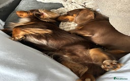 Miniature Dachshund dogs for sale: Chocolate Tan/dapple Miniature Dachsund - Image 3